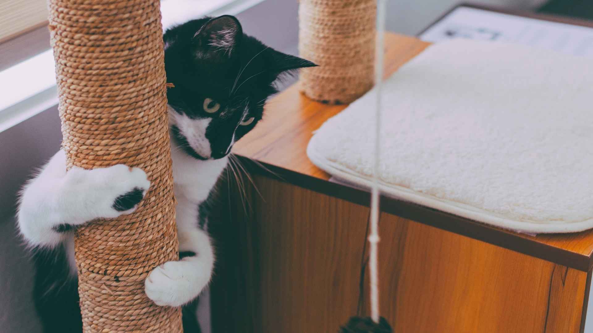 Fotos mejor rascador para gatos